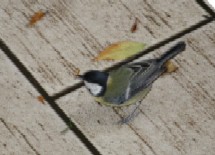 Tierbild