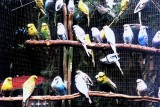 Tierbild