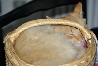 Manchmal suchen sich Katzen auch andere K&ouml;rbe